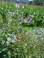Filename=136_53_01ba_volnati_repinec_Arctium_tomentosum_DSC02419.jpg
Filesize=377KB
Dimensions=675x900
Date added=Mar 23, 2009 136_53_01ba_volnati_repinec_Arctium_tomentosum_DSC02419.jpg