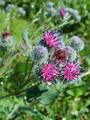 Filename=136_53_01bb_volnati_repinec_Arctium_tomentosum_DSC02420.jpg
Filesize=181KB
Dimensions=675x900
Date added=Mar 23, 2009 136_53_01bb_volnati_repinec_Arctium_tomentosum_DSC02420.jpg