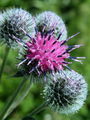 Filename=136_53_01bc_volnati_repinec_Arctium_tomentosum_DSC02423.jpg
Filesize=190KB
Dimensions=675x900
Date added=Mar 23, 2009 136_53_01bc_volnati_repinec_Arctium_tomentosum_DSC02423.jpg