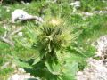 Filename=136_57_08be_Osat_kranjski_Cirsium_carniolicum_2009_06130090.jpg
Filesize=211KB
Dimensions=900x675
Date added=Aug 03, 2012 136_57_08be_Osat_kranjski_Cirsium_carniolicum_2009_06130090.jpg