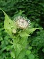 Filename=136_57_09bc_osat_mehki_Cirsium_oleraceum.jpg
Filesize=149KB
Dimensions=675x900
Date added=Aug 03, 2012 136_57_09bc_osat_mehki_Cirsium_oleraceum.jpg