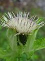 Filename=136_57_09be_osat_mehki_Cirsium_oleraceum.jpg
Filesize=160KB
Dimensions=675x900
Date added=Aug 03, 2012 136_57_09be_osat_mehki_Cirsium_oleraceum.jpg