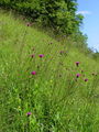 Filename=136_57_13ba_panonski_osat_Cirsium_pannonicum_DSC09931.jpg
Filesize=380KB
Dimensions=675x900
Date added=Mar 23, 2009 136_57_13ba_panonski_osat_Cirsium_pannonicum_DSC09931.jpg