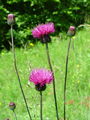 Filename=136_57_13bb_panonski_osat_Cirsium_pannonicum_DSC09935.jpg
Filesize=182KB
Dimensions=675x900
Date added=Mar 23, 2009 136_57_13bb_panonski_osat_Cirsium_pannonicum_DSC09935.jpg