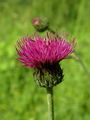 Filename=136_57_13bc_panonski_osat_Cirsium_pannonicum.jpg
Filesize=130KB
Dimensions=675x900
Date added=Mar 23, 2009 136_57_13bc_panonski_osat_Cirsium_pannonicum.jpg
