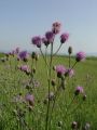Filename=136_57_16bb_Osat_njivski_Cirsium_arvense.JPG
Filesize=86KB
Dimensions=675x900
Date added=Aug 03, 2012 136_57_16bb_Osat_njivski_Cirsium_arvense.JPG