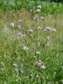 Filename=136_57_16bd_Osat_njivski_Cirsium_arvense_DSC00022.JPG
Filesize=120KB
Dimensions=675x900
Date added=Aug 03, 2012 136_57_16bd_Osat_njivski_Cirsium_arvense_DSC00022.JPG