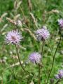 Filename=136_57_16be_Osat_njivski_Cirsium_arvense_DSC00021.JPG
Filesize=92KB
Dimensions=675x900
Date added=Aug 03, 2012 136_57_16be_Osat_njivski_Cirsium_arvense_DSC00021.JPG