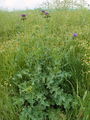 Filename=136_60_01ba_pegasti_badelj_Silybum_marianum_DSC01254.jpg
Filesize=344KB
Dimensions=675x900
Date added=Mar 23, 2009 136_60_01ba_pegasti_badelj_Silybum_marianum_DSC01254.jpg