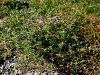 Filename=136_63_08cb_glavinec_trnati_Centaurea_calcitrapa_IMG_4982aa.jpg
Filesize=186KB
Dimensions=900x675
Date added=Aug 15, 2020 136_63_08cb_glavinec_trnati_Centaurea_calcitrapa_IMG_4982aa.jpg