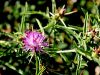Filename=136_63_08cc_glavinec_trnati_Centaurea_calcitrapa_IMG_4983aa.jpg
Filesize=95KB
Dimensions=900x675
Date added=Aug 15, 2020 136_63_08cc_glavinec_trnati_Centaurea_calcitrapa_IMG_4983aa.jpg