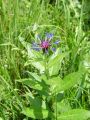 Filename=136_63_21cb_Glavinec_gorski_Centaurea_montana_DSC09914.jpg
Filesize=210KB
Dimensions=675x900
Date added=Aug 01, 2012 136_63_21cb_Glavinec_gorski_Centaurea_montana_DSC09914.jpg