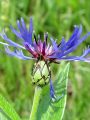Filename=136_63_21cc_Glavinec_gorski_Centaurea_montana_DSC09915.jpg
Filesize=179KB
Dimensions=675x900
Date added=Aug 01, 2012 136_63_21cc_Glavinec_gorski_Centaurea_montana_DSC09915.jpg