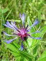 Filename=136_63_21cd_Glavinec_gorski_Centaurea_montana_DSC09912.jpg
Filesize=206KB
Dimensions=675x900
Date added=Aug 01, 2012 136_63_21cd_Glavinec_gorski_Centaurea_montana_DSC09912.jpg