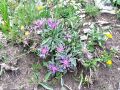 Filename=136_63_23cb_Glavinec_Triumfettijev_Centaurea_triumfetti_2014_07060038.jpg
Filesize=411KB
Dimensions=900x675
Date added=Jan 05, 2015 136_63_23cb_Glavinec_Triumfettijev_Centaurea_triumfetti_2014_07060038.jpg