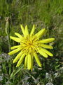 Filename=137_12_03ab_kozja_brada_travniska_Tragopogon_pratensis_ab.JPG
Filesize=180KB
Dimensions=675x900
Date added=Jul 20, 2008 137_12_03ab_kozja_brada_travniska_Tragopogon_pratensis_ab.JPG