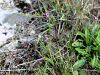 Filename=155_03_01ca_osrecnica_istrska_Prospero_elisae_IMG_9638.JPG
Filesize=396KB
Dimensions=900x675
Date added=Oct 05, 2016 155_03_01ca_osrecnica_istrska_Prospero_elisae_IMG_9638.JPG