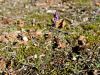 Filename=155_03_01cc_osrecnica_istrska_Prospero_elisae_IMG_9651.JPG
Filesize=389KB
Dimensions=900x675
Date added=Oct 05, 2016 155_03_01cc_osrecnica_istrska_Prospero_elisae_IMG_9651.JPG