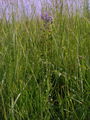 155_06_01aa_hrusica_copasta_Muscari_comosum_aa.jpg