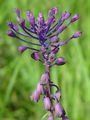 155_06_01ac_hrusica_copasta_Muscari_comosum_ac.jpg