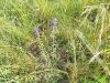 155_06_01ad_Hrusica_copasta_Muscari_comosum_2013_06200021.jpg