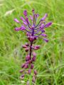 Filename=155_06_01bc_Hrusica_copasta_Muscari_comosum_DSC00138.jpg
Filesize=173KB
Dimensions=675x900
Date added=Oct 21, 2011 155_06_01bc_Hrusica_copasta_Muscari_comosum_DSC00138.jpg