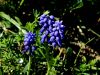 155_06_03ac_hrusica_grozdasta_Muscari_neglectum_IMG_9795a.jpg