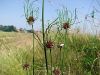 156_01_20ac_luk_vinograjski_Allium_vineale_2013_06200030.JPG