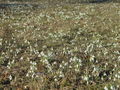 Filename=157_03_01bb_Mali_zvoncek_navadni_Galanthus_nivalis.jpg
Filesize=327KB
Dimensions=900x675
Date added=Apr 11, 2010 157_03_01bb_Mali_zvoncek_navadni_Galanthus_nivalis.jpg