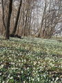 Filename=157_03_01bc_Mali_zvoncek_navadni_Galanthus_nivalis_DSC07936a.jpg
Filesize=423KB
Dimensions=675x900
Date added=Apr 11, 2010 157_03_01bc_Mali_zvoncek_navadni_Galanthus_nivalis_DSC07936a.jpg
