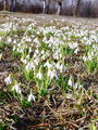 Filename=157_03_01bd_Mali_zvoncek_navadni_Galanthus_nivalis_DSC07926a.jpg
Filesize=354KB
Dimensions=675x900
Date added=Apr 11, 2010 157_03_01bd_Mali_zvoncek_navadni_Galanthus_nivalis_DSC07926a.jpg