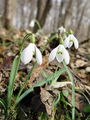 Filename=157_03_01be_Mali_zvoncek_navadni_Galanthus_nivalis_DSC07942a.jpg
Filesize=186KB
Dimensions=675x900
Date added=Apr 11, 2010 157_03_01be_Mali_zvoncek_navadni_Galanthus_nivalis_DSC07942a.jpg