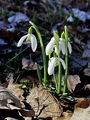 Filename=157_03_01bf_Mali_zvoncek_navadni_Galanthus_nivalis_a.jpg
Filesize=235KB
Dimensions=675x900
Date added=Apr 11, 2010 157_03_01bf_Mali_zvoncek_navadni_Galanthus_nivalis_a.jpg