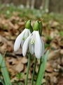 Filename=157_03_01bg_Mali_zvoncek_navadni_Galanthus_nivalis_a.jpg
Filesize=168KB
Dimensions=675x900
Date added=Apr 11, 2010 157_03_01bg_Mali_zvoncek_navadni_Galanthus_nivalis_a.jpg