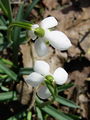 Filename=157_03_01bi_Mali_zvoncek_navadni_Galanthus_nivalis_DSC07896.jpg
Filesize=128KB
Dimensions=675x900
Date added=Apr 11, 2010 157_03_01bi_Mali_zvoncek_navadni_Galanthus_nivalis_DSC07896.jpg