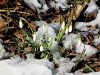 Filename=157_03_01bk_mali_zvonek_navadni_Galanthus_nivalis_IMG_5864a.jpg
Filesize=376KB
Dimensions=900x675
Date added=Mar 11, 2021 157_03_01bk_mali_zvonek_navadni_Galanthus_nivalis_IMG_5864a.jpg