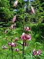 Filename=159_05_01bb_Lilija_turska_zlati_klobuk_Lilium_martagon_DSCbb.jpg
Filesize=269KB
Dimensions=675x900
Date added=Oct 20, 2009 159_05_01bb_Lilija_turska_zlati_klobuk_Lilium_martagon_DSCbb.jpg
