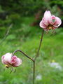 Filename=159_05_01bc_Lilija_turska_zlati_klobuk_Lilium_martagon_DSCbc.jpg
Filesize=129KB
Dimensions=675x900
Date added=Oct 20, 2009 159_05_01bc_Lilija_turska_zlati_klobuk_Lilium_martagon_DSCbc.jpg