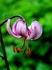 Filename=159_05_01be_Lilija_turska,_zlati_klobuk_Lilium_martagonIMG_2037a.jpg
Filesize=162KB
Dimensions=675x900
Date added=Aug 28, 2020 159_05_01be_Lilija_turska,_zlati_klobuk_Lilium_martagonIMG_2037a.jpg