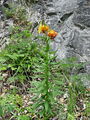 159_05_02ba_Lilija_kranjska_zlato_jabolko_Lilium_carniolicum_DSCba.jpg