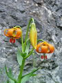 159_05_02bb_Lilija_kranjska_zlato_jabolko_Lilium_carniolicum_DSCbb.jpg