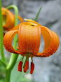 159_05_02bc_Lilija_kranjska_zlato_jabolko_Lilium_carniolicum_DSCbc.jpg