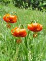 159_05_02cg_Lilija_kranjska_zlato_jabolko_cg_Lilium_carniolicum_DSC09911.jpg
