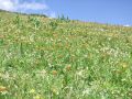 159_05_02ch_Lilija_kranjska,_zlato_jabolko_Lilium_carniolicum_2014_07060036.jpg