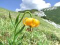159_05_02cj_Lilija_kranjska,_zlato_jabolko_Lilium_carniolicum_2014_07060032.jpg