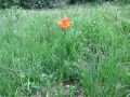 Filename=159_05_03cb_Lilija_brsticna_Lilium_bulbiferum_2014_06120104.jpg
Filesize=372KB
Dimensions=900x675
Date added=Jun 18, 2014 159_05_03cb_Lilija_brsticna_Lilium_bulbiferum_2014_06120104.jpg