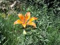 Filename=159_05_03ce_Lilija_brsticna_Lilium_bulbiferum_2014_06120035.jpg
Filesize=315KB
Dimensions=900x675
Date added=Jun 18, 2014 159_05_03ce_Lilija_brsticna_Lilium_bulbiferum_2014_06120035.jpg