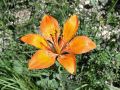 Filename=159_05_03cf_Lilija_brsticna_Lilium_bulbiferum_2014_06120041.jpg
Filesize=217KB
Dimensions=900x675
Date added=Jun 18, 2014 159_05_03cf_Lilija_brsticna_Lilium_bulbiferum_2014_06120041.jpg