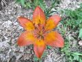 Filename=159_05_03ch_Lilija_brsticna_Lilium_bulbiferum_2014_06120110.jpg
Filesize=231KB
Dimensions=900x675
Date added=Jun 18, 2014 159_05_03ch_Lilija_brsticna_Lilium_bulbiferum_2014_06120110.jpg