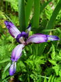 Filename=161_02_03bc_travnolistna_perunika_Iris_graminea_DSC09701.jpg
Filesize=183KB
Dimensions=675x900
Date added=Feb 07, 2009 161_02_03bc_travnolistna_perunika_Iris_graminea_DSC09701.jpg